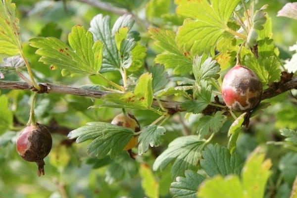 maladie du groseillier