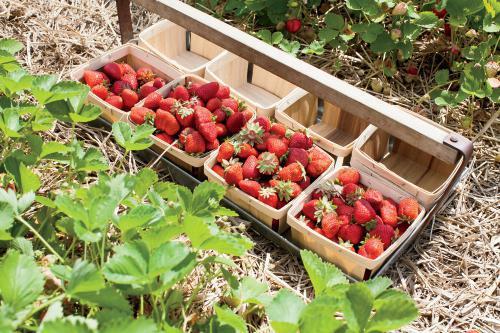 มาร์แชลสตรอเบอร์รี่