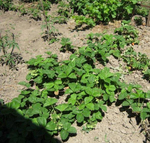 สตรอเบอร์รี่มากมาย