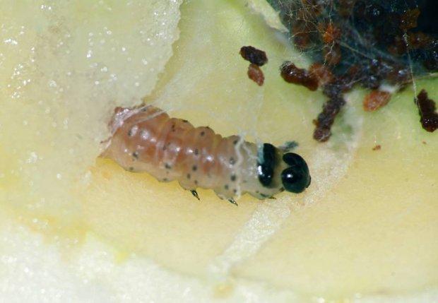 มอดและแมลงศัตรูพืช