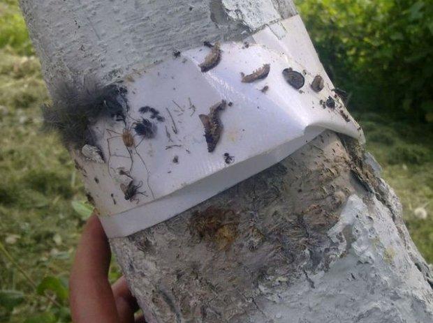 วิธีการดักจับ