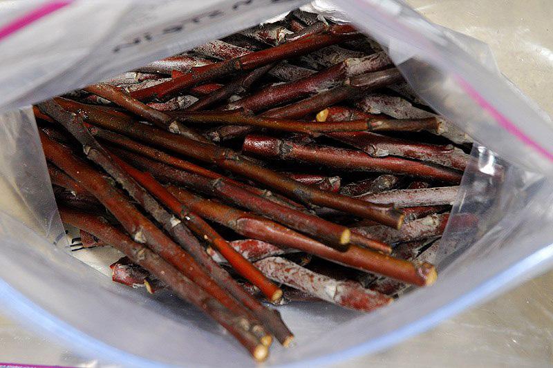 การเก็บเกี่ยวกิ่งพันธุ์