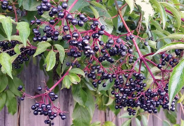 เอลเดอร์เบอร์รี่สุก