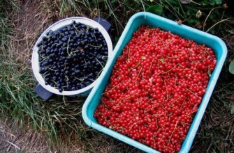 ลูกเกดดำและแดง