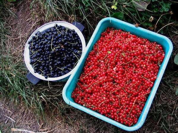 ลูกเกดดำและแดง