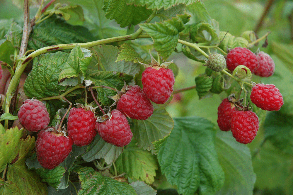 ต้นราสเบอร์รี่