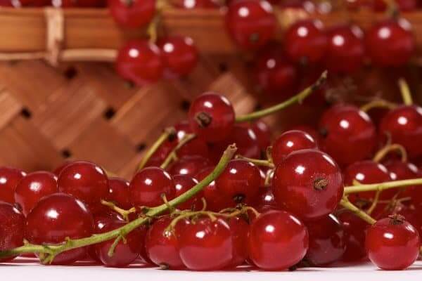 ลูกเกดแดงเพื่อสุขภาพ