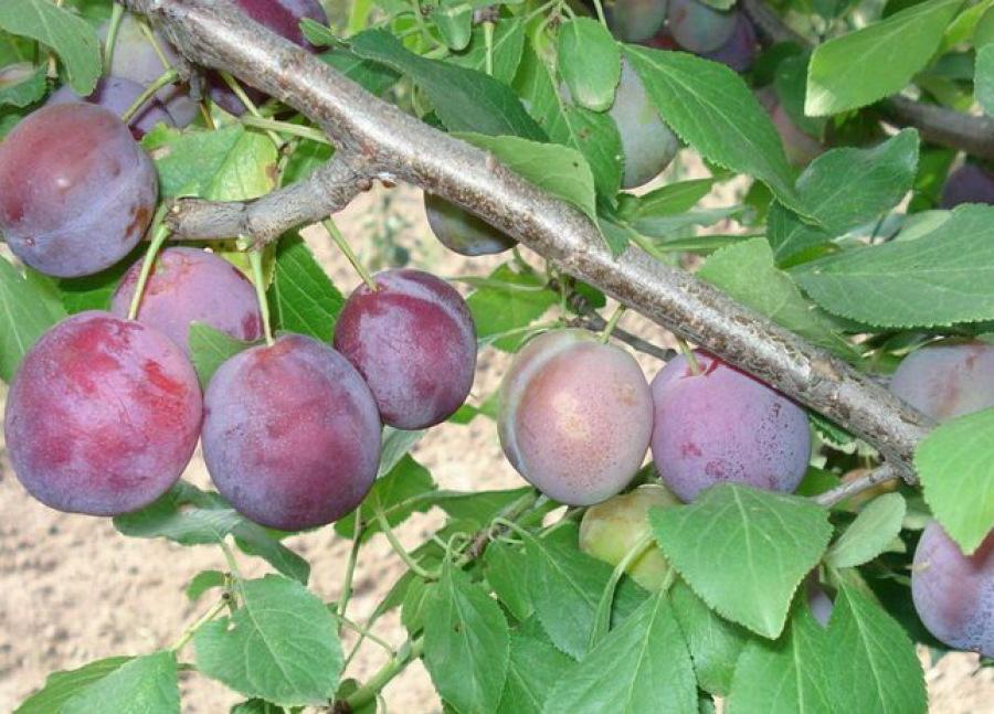 เยนิเกวา พลัม