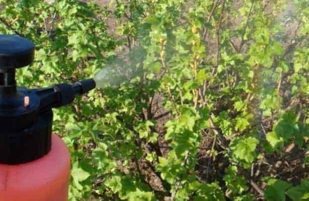 การแปรรูปลูกเกด