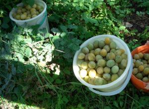 คำอธิบายและแมลงผสมเกสรของพันธุ์พลัมเมโดวายา การปลูกและลักษณะการดูแล