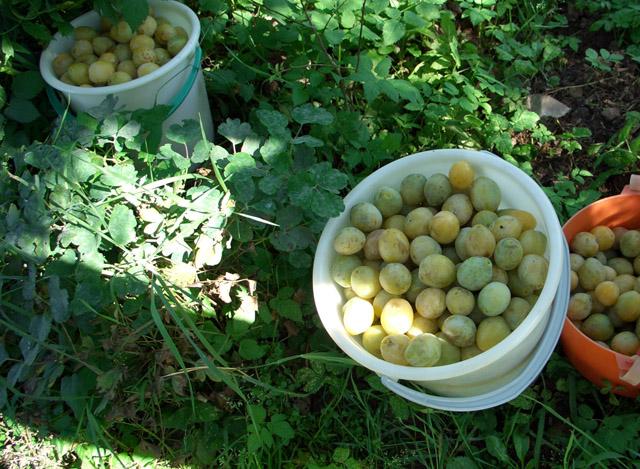 การเก็บเกี่ยวลูกพลัม