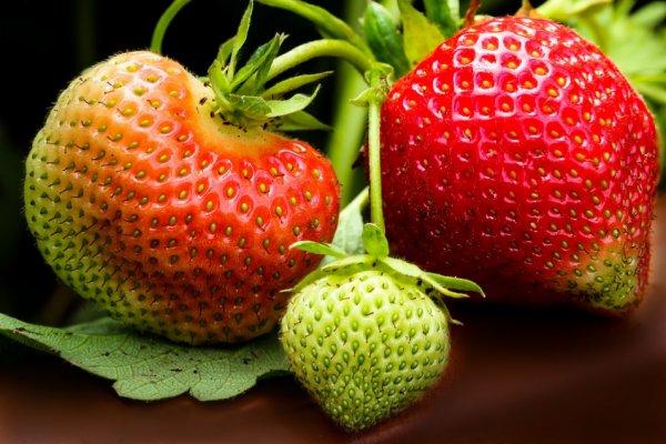 fraises vertes