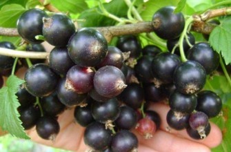 ลูกเกดดำ