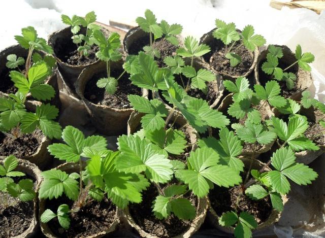 ต้นกล้าสตรอเบอร์รี่