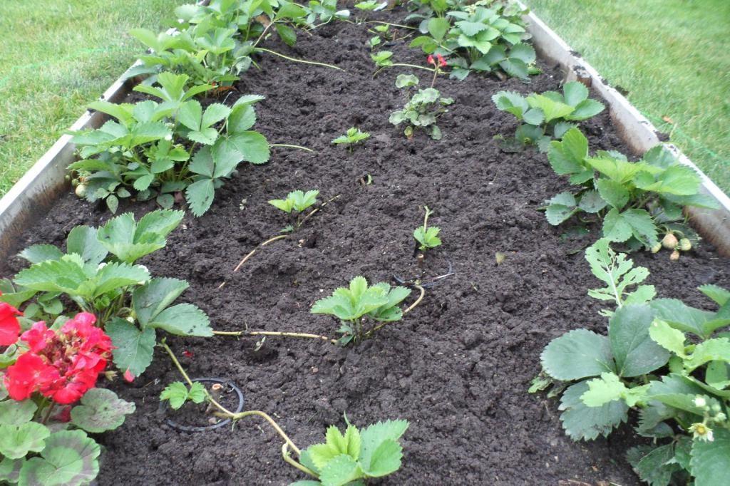 การปลูกสตรอเบอร์รี่