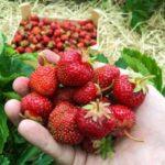 สตรอเบอร์รี่ขนาดใหญ่