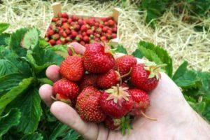 วิธีดูแลราสเบอร์รี่ให้ออกผลตลอดปีอย่างถูกต้องเพื่อให้มั่นใจว่าจะเก็บเกี่ยวผลผลิตได้ดี