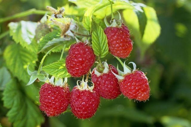 variété de météorite