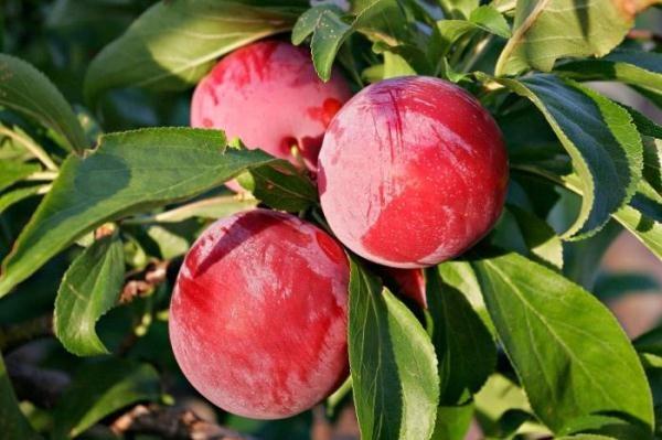 พันธุ์สีชมพู