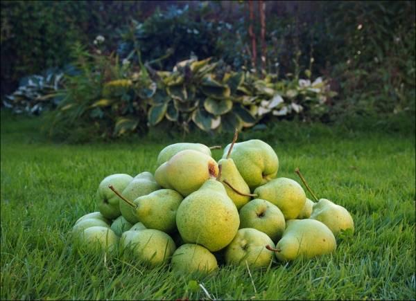 น้ำค้างเดือนสิงหาคม