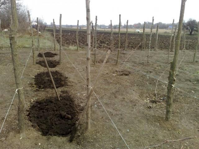 การปลูกราสเบอร์รี่