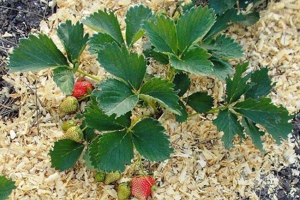 การคลุมดินแปลงดอกไม้