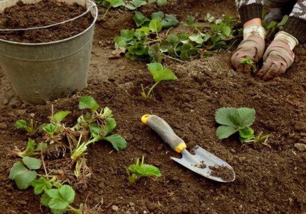 การย้ายปลูกสตรอเบอร์รี่