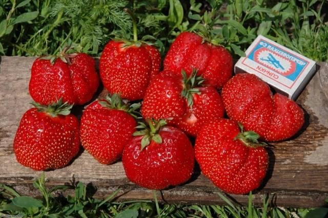 การเก็บเกี่ยวมาเชนก้า