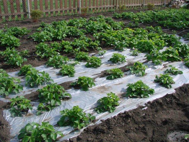 Parterre de fraises Zenga