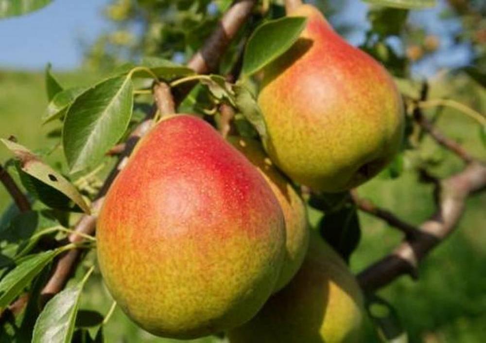 พลัม เบอเร กิฟฟาร์ด