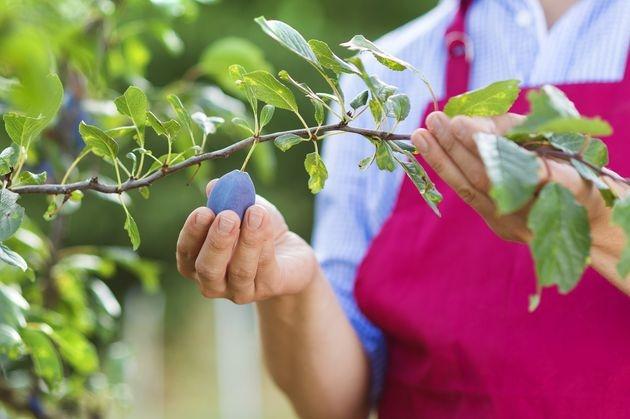 entretien des prunes
