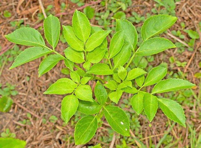 ต้นเอลเดอร์เบอร์รี่