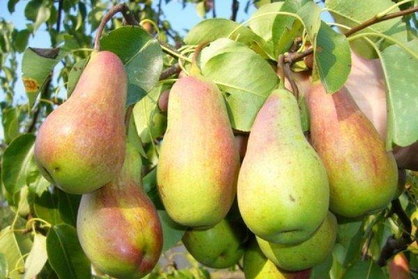 variété de poire résistante au gel