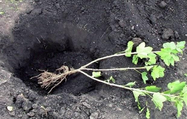 การปลูกลูกเกด