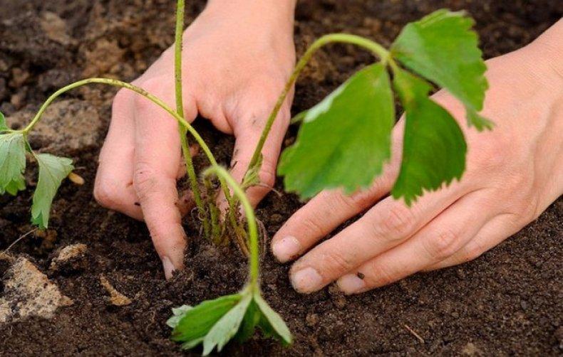 การปลูกสตรอเบอร์รี่