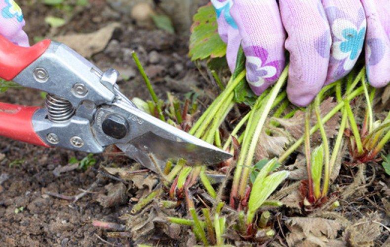 การตัดแต่งกิ่งสตรอเบอร์รี่