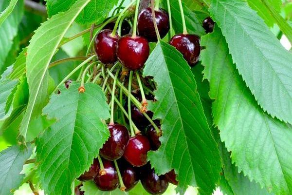คำอธิบายเกี่ยวกับพันธุ์เชอร์รี่ที่ดีที่สุด 20 พันธุ์สำหรับภูมิภาคมอสโก การปลูกและการดูแล
