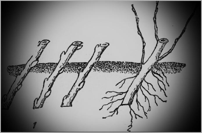 การขยายพันธุ์โดยการปักชำ