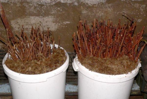 ช่องว่างของกิ่งพันธุ์