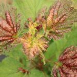 โรคลูกเกด