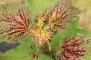 ทำไมและต้องทำอย่างไรหากใบแบล็คเคอร์แรนท์เปลี่ยนเป็นสีเหลือง