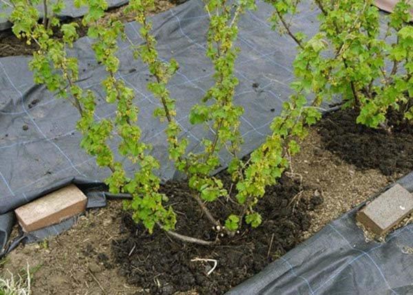 การดูแลลูกเกด