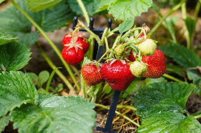 ต้นสตรอเบอร์รี่