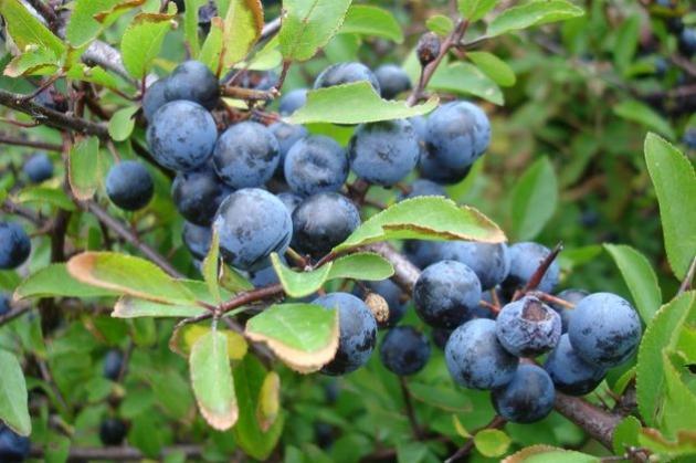 สวนหนาม