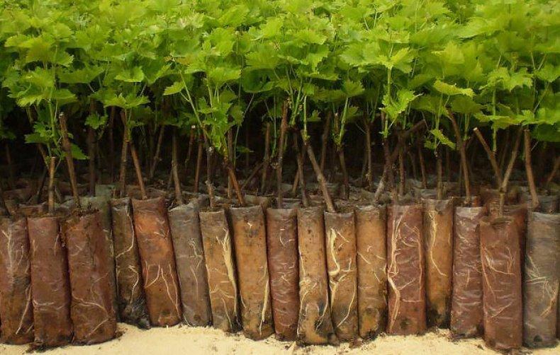 ต้นกล้าลูกเกด