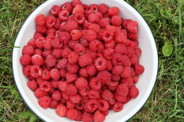 ชามราสเบอร์รี่