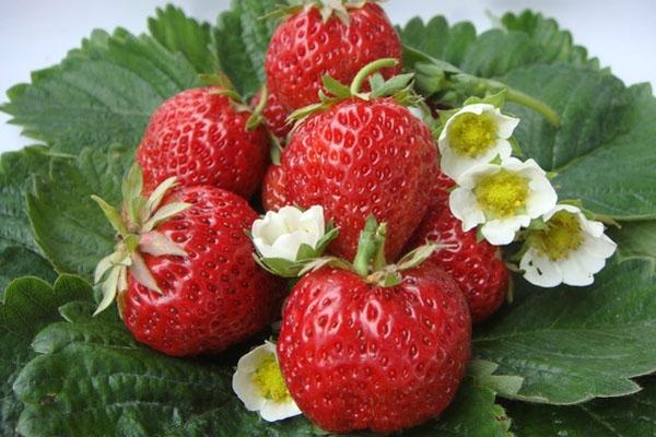 fraises mûres