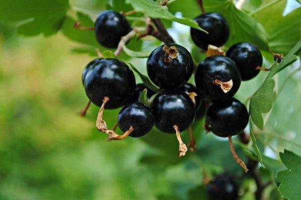 พันธุ์อิซาเบลลา