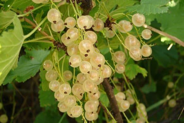 groseillier blanc