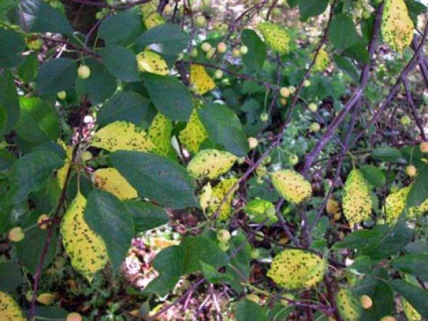 โรคโคโคไมโคซิสในพลัม